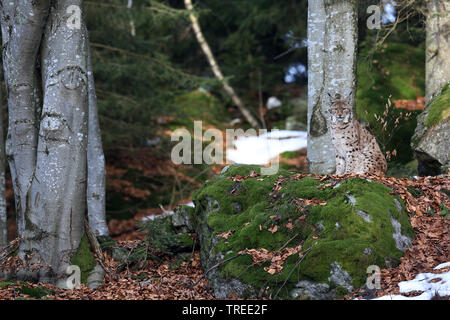 Nord (Lynx Lynx Lynx lynx), seduta in una foresta, Germania Foto Stock