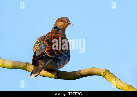 Eastern tortora, Orientale Tortora (Streptopelia orientalis), su un ramo, Paesi Bassi Olanda meridionale Foto Stock