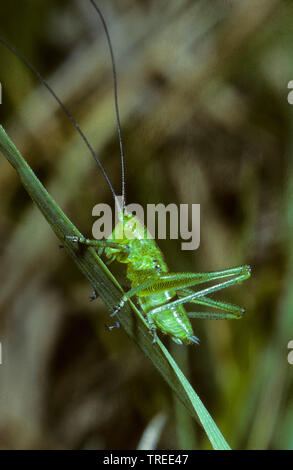 Grande Bush-Cricket verde, verde Bush-Cricket (Tettigonia viridissima), femmina, larva nella terza fase evolutiva, serie immagine 3/7, Germania Foto Stock