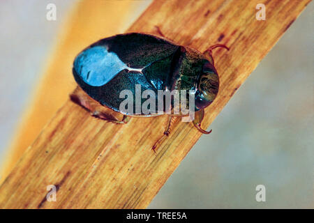 Piattino bug, acqua strisciante bug (Ilyocoris cimicoides, Naucoris cimicoides), su una foglia sotto l'acqua, Germania Foto Stock