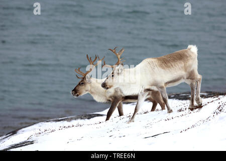 Renne europea, europeo Caribou Coffee Company (Rangifer tarandus tarandus), due renne presso la costa nevoso, Norvegia, Penisola Varanger Foto Stock