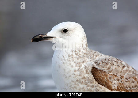 Caspian Gull (Larus cachinnans, Larus cachinnans cachinnans), ritratto, vista laterale, Paesi Bassi Olanda meridionale Foto Stock