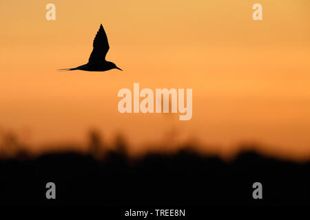 Tern comune (Sterna hirundo), in volo nel tramonto, Paesi Bassi, South Holland Foto Stock