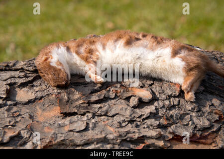 Almeno donnola (Mustela nivalis), che giace morto su un tronco di albero, Germania Foto Stock