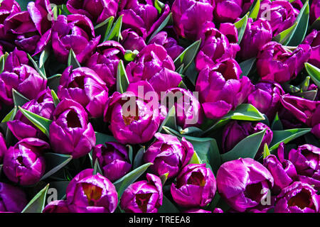 Giardino in comune tulip (Tulipa spec.), profumo di violetta tulipani, Europa Foto Stock