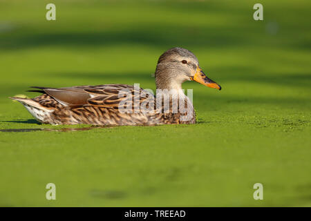 Il germano reale (Anas platyrhynchos), femmina in acqua con la lenticchia di palude, Paesi Bassi Olanda meridionale Foto Stock