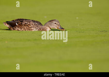 Il germano reale (Anas platyrhynchos), femmina in acqua con la lenticchia di palude, Paesi Bassi Olanda meridionale Foto Stock