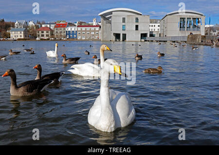 Whooper swan (Cygnus Cygnus), con oche e anatre sulle sponde di un lago in città, l'Islanda, Reykjavik Foto Stock