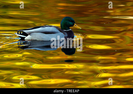 Il germano reale (Anas platyrhynchos), maschio sull'acqua in autunno, Paesi Bassi Olanda meridionale Foto Stock