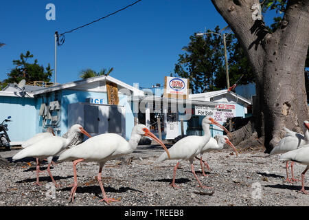 Bianco (ibis Eudocimus albus), truppa di fronte a una casa, STATI UNITI D'AMERICA, Florida Foto Stock