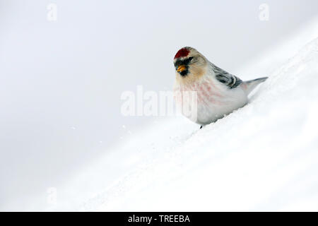 Arctic redpoll, annoso redpoll (Carduelis hornemanni hornemanni, Acanthis hornemanni hornemanni), seduto sulla neve, la Groenlandia Foto Stock