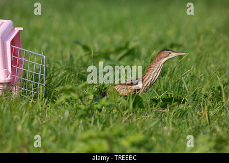 Tarabusino (Ixobrychus minutus), giovane uccello è essere liberati in un prato, vista laterale, Paesi Bassi Olanda meridionale Foto Stock