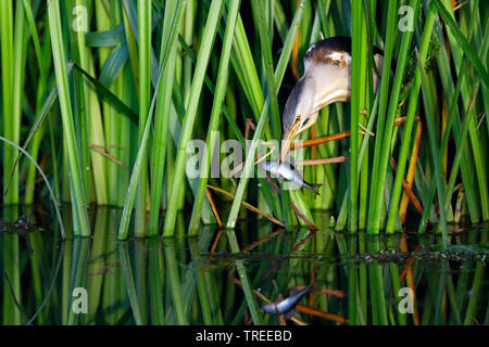 Tarabusino (Ixobrychus minutus), caccia maschio, Paesi Bassi, South Holland Foto Stock