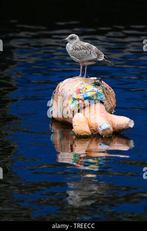 Aringa gabbiano (Larus argentatus), giovane bird si appollaia nel piumaggio immaturo su una illustrazione di nuoto, vista laterale, Paesi Bassi, South Holland, Rotterdam Foto Stock