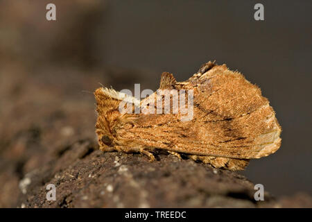 Coxcomb prominente (Ptilodon capucina, Lophopteryx capucina), vista laterale, Paesi Bassi Foto Stock