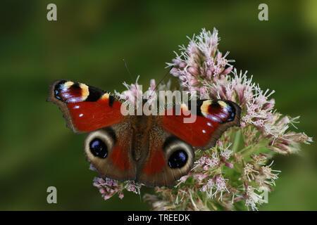 Farfalla Pavone, Europeo Peacock (Inachis io, Nymphalis io, Aglais io), siede su bonesets, Paesi Bassi Foto Stock