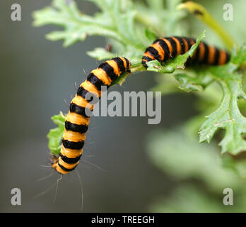 Il cinabro tarma (Tyria jacobaeae, Thyria jacobaeae, Hipocrita jacobaeae), due bachi a mangiare una foglia, Paesi Bassi Foto Stock