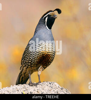 California quaglia (Callipepla californica, Lophortyx californica), maschio, STATI UNITI D'AMERICA, Colorado Foto Stock