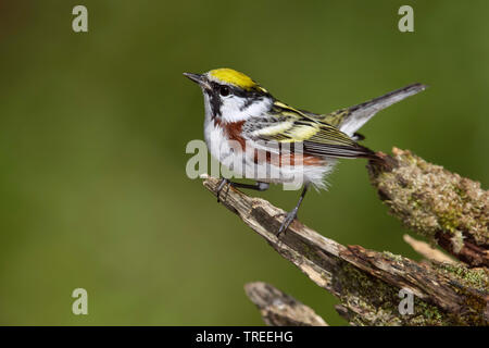 Chestnut facciate trillo (Setophaga pensylvanica), maschio, STATI UNITI D'AMERICA, Colorado Foto Stock