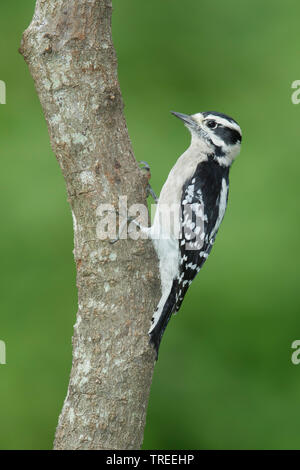 Picchio roverella (Dryobates pubescens, Picoides pubescens), femmina in corrispondenza di un tronco, USA, Texas Foto Stock