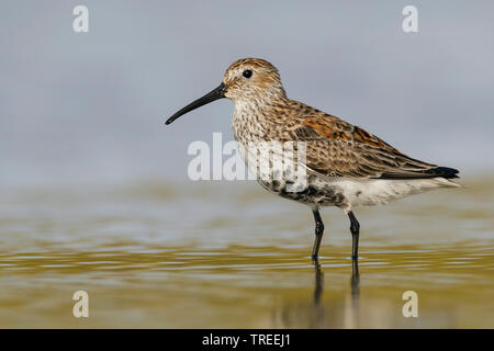 Dunlin (Calidris alpina pacifica/hudsonia), adulti in transizione di allevamento, STATI UNITI D'AMERICA, Texas Foto Stock