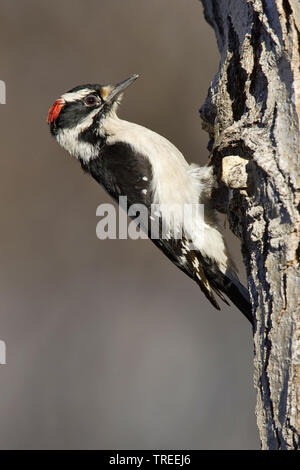 Picchio roverella (Dryobates pubescens, Picoides pubescens), maschio un tronco, Stati Uniti, California Foto Stock