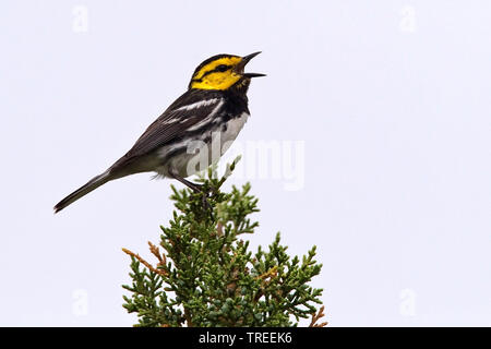 Golden-cheeked trillo (Setophaga chrysoparia, Dendroica chrysoparia), cantando maschio, STATI UNITI D'AMERICA, Texas Foto Stock