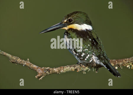 Green kingfisher (Chloroceryle americana), femmina su un ramo, USA, Texas Foto Stock