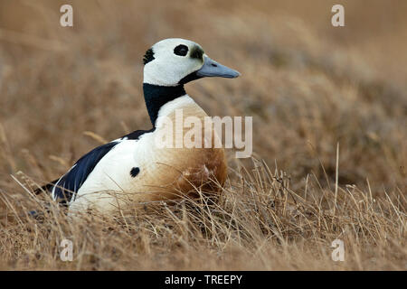 Steller's eider (Polysticta stelleri), maschio nella tundra, STATI UNITI D'AMERICA, Alaska Foto Stock