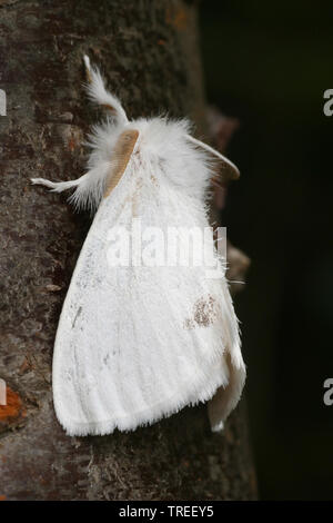 Giallo-coda, Gold-coda (Euproctis similis, Porthesia similis, Sphrageidus similis), è adagiata su un tronco di albero, Paesi Bassi Foto Stock