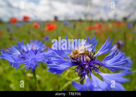 Il miele delle api, hive bee (Apis mellifera mellifera), seduto su un fiordaliso, Germania Foto Stock