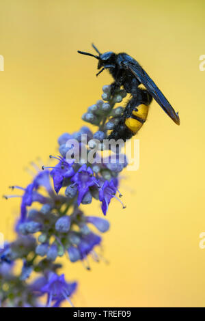 Scoliid wasp (Scolia hirta, Scolia hirta hirta), si siede su un'infiorescenza, Croazia Foto Stock