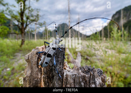 Rosalia longicorn (Rosalia alpina), si siede su un albero di intoppo nella parte anteriore del paesaggio di montagna, in Germania, in Baviera Foto Stock