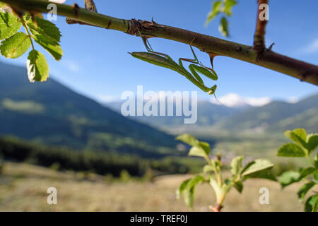 Unione depredavano mantis (mantide religiosa), yoiung mantis su un ramoscello, Italia, Alto Adige Foto Stock