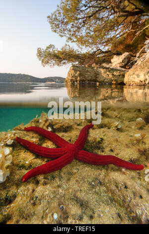 Viola stella di mare (Ophidiaster ophidianus), sotto l'acqua presso il Parco Nazionale di Mljet, Croazia, parco nazionale di Mljet Foto Stock