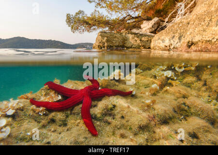 Viola stella di mare (Ophidiaster ophidianus), sotto l'acqua presso il Parco Nazionale di Mljet, Croazia, parco nazionale di Mljet Foto Stock