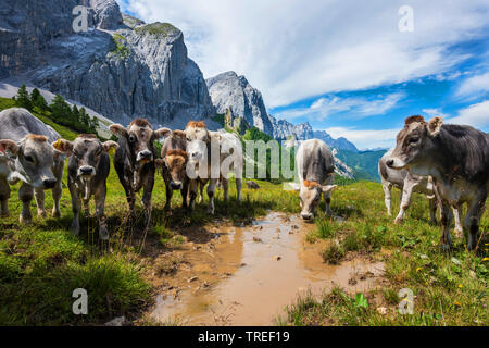 Razza Braunvieh (Bos primigenius f. taurus), nella parte anteriore del paesaggio di montagna, Austria, Tirolo, montagne Karwendel Foto Stock