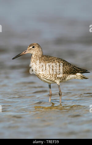 Willet (Catoptrophorus semipalmatus, Tringa semipalmata), in acqua, USA, Texas Foto Stock