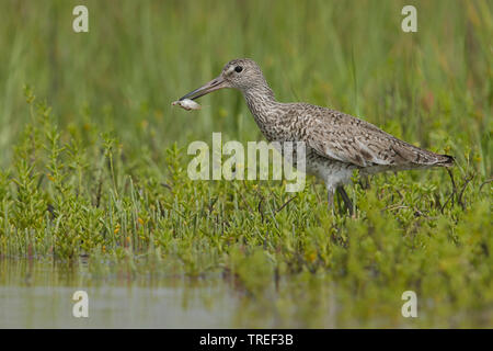 Willet (Catoptrophorus semipalmatus, Tringa semipalmata), dal lato acqua con granchi catturati nel becco, USA, Texas Foto Stock