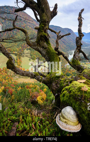 Comune di faggio (Fagus sylvatica), vecchio faggio morto sopra la valle di Isar, in Germania, in Baviera Foto Stock