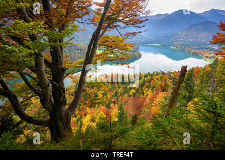 Vista sul lago Sylvenstein in autunno, in Germania, in Baviera Foto Stock