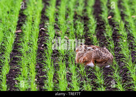Lepre europea, Marrone lepre (Lepus europaeus), seduta in una sprouty campo di grano, vista laterale, Austria, Burgenland, Neusiedler See Parco Nazionale Foto Stock