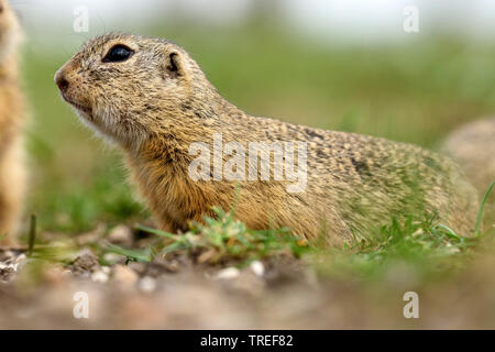 Terreno europeo lo scoiattolo, suslik europea, souslik europeo (Citellus citellus, Spermophilus citellus), in vista laterale sul terreno, Austria, Burgenland, Neusiedler See Parco Nazionale Foto Stock