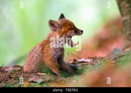 Red Fox (Vulpes vulpes vulpes), sbadigli red fox cub in una foresta, vista laterale, in Germania, in Baviera Foto Stock