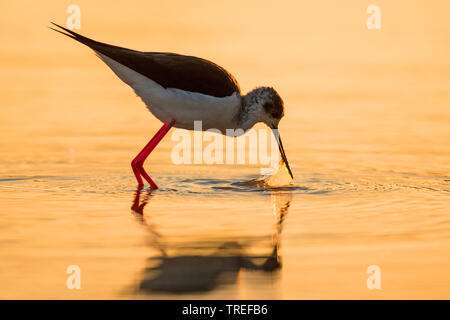 Black-winged stilt (Himantopus himantopus), sui mangimi al tramonto, Italia Foto Stock