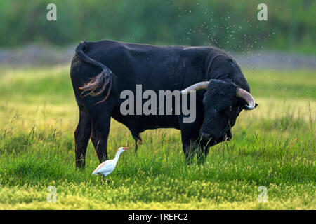 Airone guardabuoi, Buff-backed heron (Ardeola ibis, Bubulcus ibis), sorge accanto a un toro nero, Francia Provenza Foto Stock