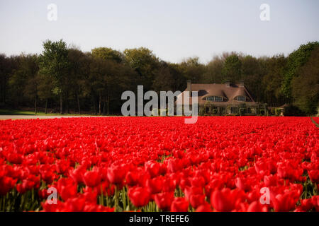 Giardino in comune tulip (Tulipa gesneriana), rosso blooming campo di tulipani, Paesi Bassi Foto Stock
