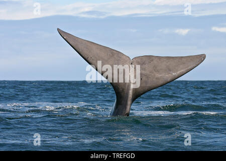 Balena Franca Australe (Eubalaena australis, Balaena glacialis australis), Fluke che mostra l'acqua, sommergendo balena franca australe, Sud Africa, Hermanus Foto Stock