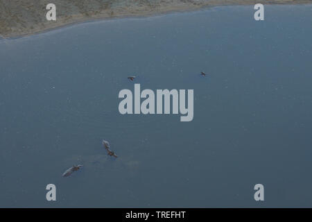 Ippopotamo, ippopotami, comune ippopotamo (Hippopotamus amphibius), vista aerea di ippopotami in corrispondenza della superficie dell'acqua, Sud Africa Foto Stock