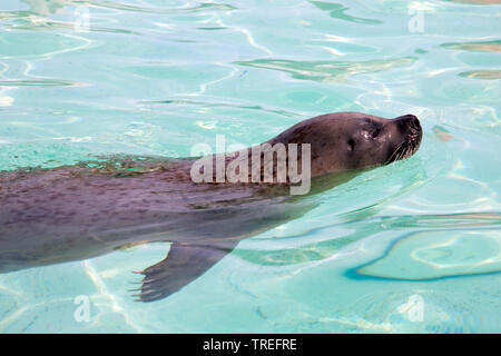 Guarnizione di tenuta del porto, guarnizione comune (Phoca vitulina), piscina nel giardino zoologico, vista laterale Foto Stock